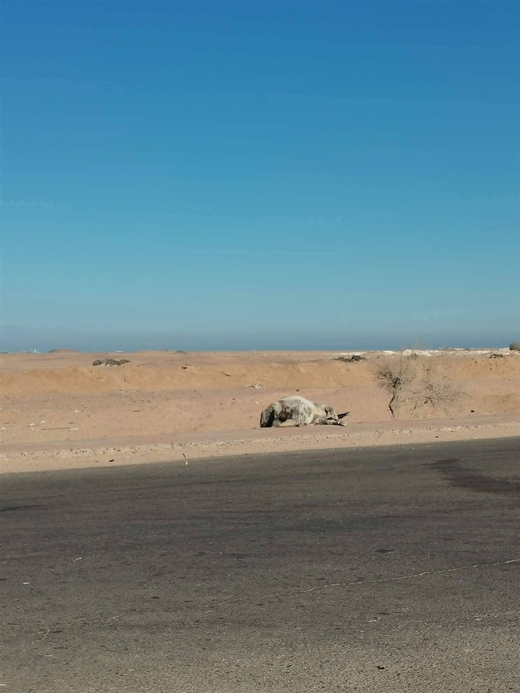 الحمار