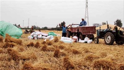محافظ سوهاج: توريد 26 ألف و 416 طن من القمح 