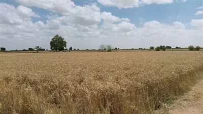 صوامع الإسكندرية تستقبل 54 ألف و 350 طن قمح  
