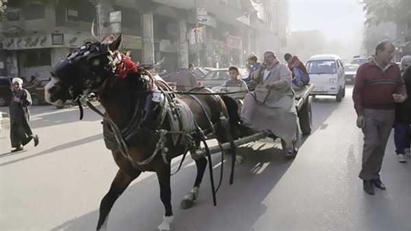 حقيقة ترخيص الحنطور والدرجات و”الكارو”.. خبير مروري يكشف