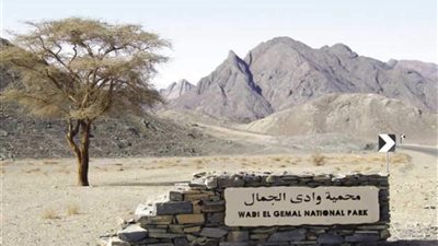 وزيرة البيئة توجه بدعم مشروعات النباتات الطبية وإنتاج عسل النحل الجبلي في البحر الأحمر 