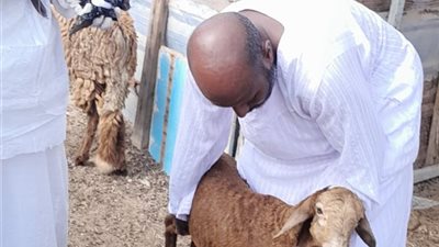 تطعيم 526  رأس ماشية خلال حملة التحصين ضد الحمى القلاعية بالبحر الأحمر 