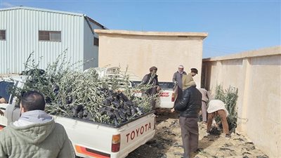 33 ألف شتلة زيتون مجانا بمطروح