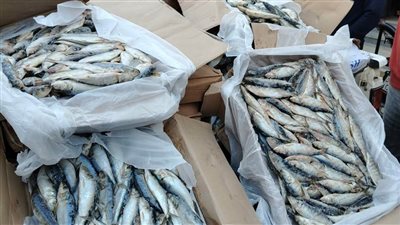 حماية المستهلك: ضبط طن ونصف أسماك مجمدة منتهية الصلاحية قبل طرحها في الأسواق