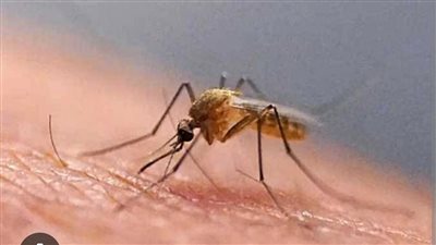 حلول طبيعية لطرد الناموس من المنزل.. بدائل آمنة تحمي أسرتك دون مواد كيميائية