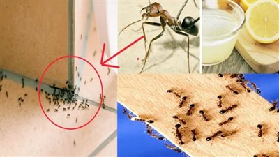 طرق طبيعية للتخلص من النمل.. حلول آمنة تحمي منزلك دون مواد كيميائية