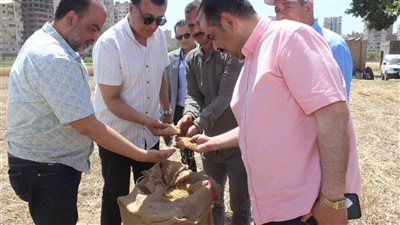 انطلاق أول أيام حصاد القمح بمدرسة سوهاج الثانوية الزراعية