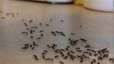 وصفات طبيعية و فعاله للقضاء على النمل في المنزل 