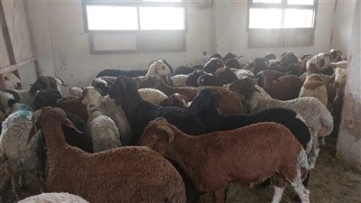 زراعة البحر الأحمر تعلن توفير خراف حية بسعر 235 جنيهًا للكيلو قائم