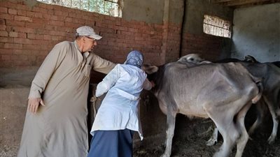 تحصين 313 ألف رأس ماشية منذ بدء أعمال الحملة القومية الأولى