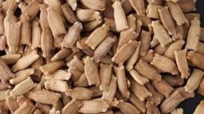 فوائد تناول اللب الخشبي.. كنز غذائي صغير بفوائد صحية كبيرة
