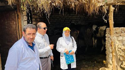 تحصين 243 ألف رأس ماشية في الحملة القومية للتحصين ضد الحمى القلاعية بالدقهلية 
