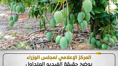 حقيقة غياب الرقابة على ضوابط استخدام مواد كيميائية تسرع نضج الفاكهة