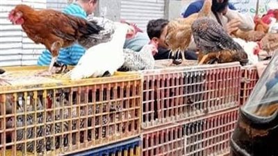 شعبة الدواجن: جميع محال بيع 