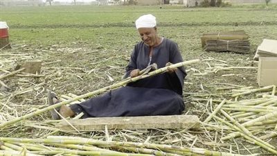 نقابة الفلاحين تستغيث بالبرلمان: أنقذوا مزارعي القصب والموالح من أزمة الأسمدة