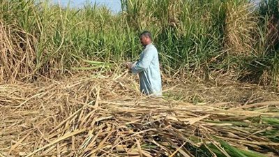 «الفلاحين» تستغيث بالبرلمان
