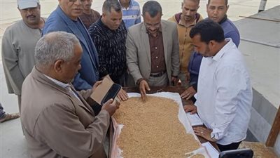 توريد 530 ألف طن قمح لشون وصوامع المنيا 