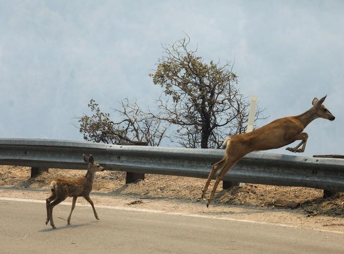 حرائق الغابات في كاليفورنيا
