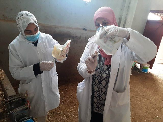 تحصين 237 ألف رأس ماشية ضد الحمى القلاعية و الوادي المتصدع بالشرقية