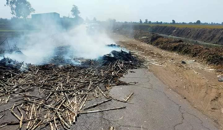 حرق قش الأرز