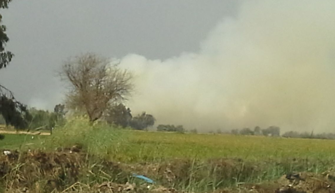 حرق قش الأرز