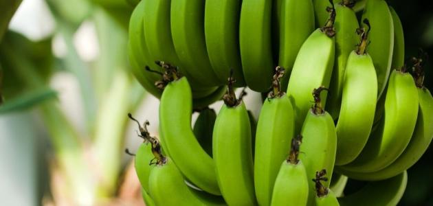 طبيبة روسية تكشف فوائد مدهشة للموز الأخضر