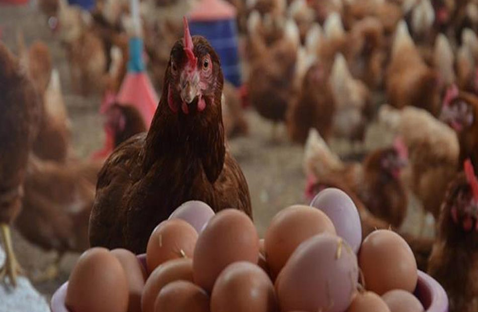 ارتفاع أسعار البيض