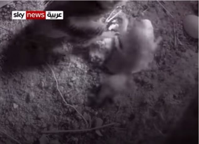 فرخ طائر دليل العسل