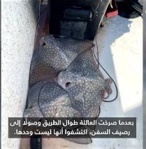 صغار سمكة شعاع نسر