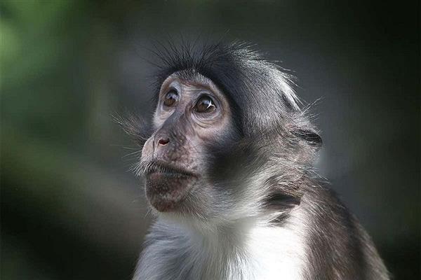 آخر تطورات جدري القرود في العالم