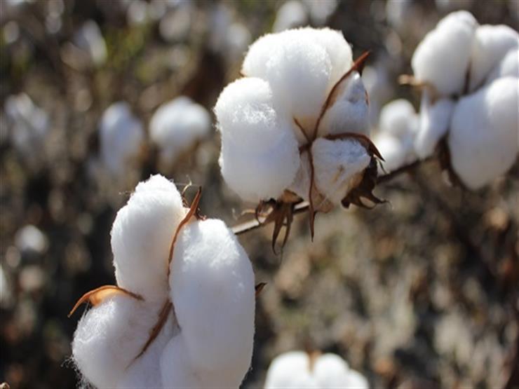 القطن 