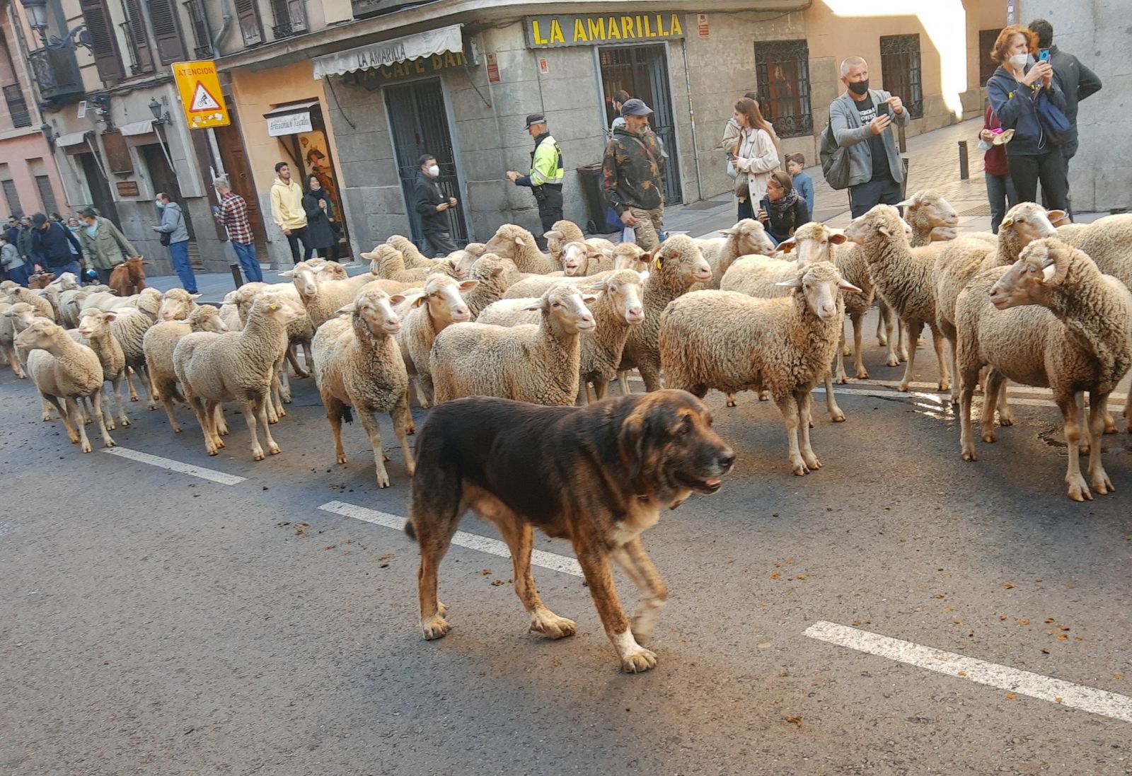 الاغنام في شوارع مدريد