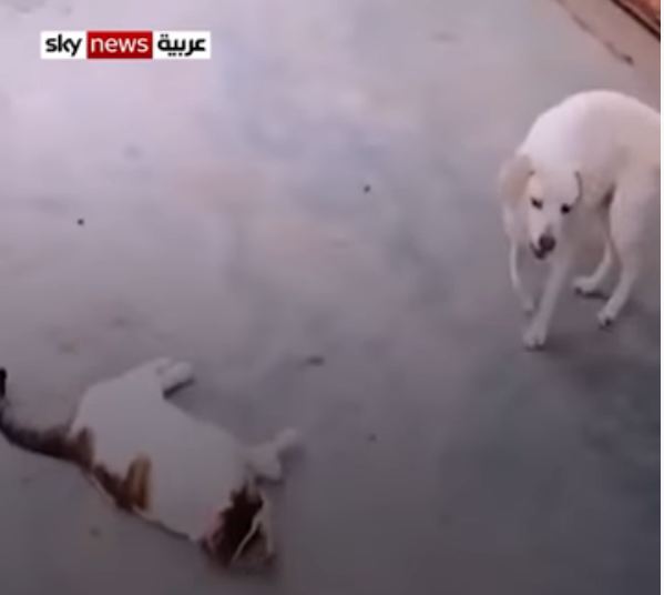 قطة مُحتالة 