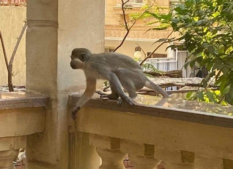 هروب القرود في حدائق الاهرام