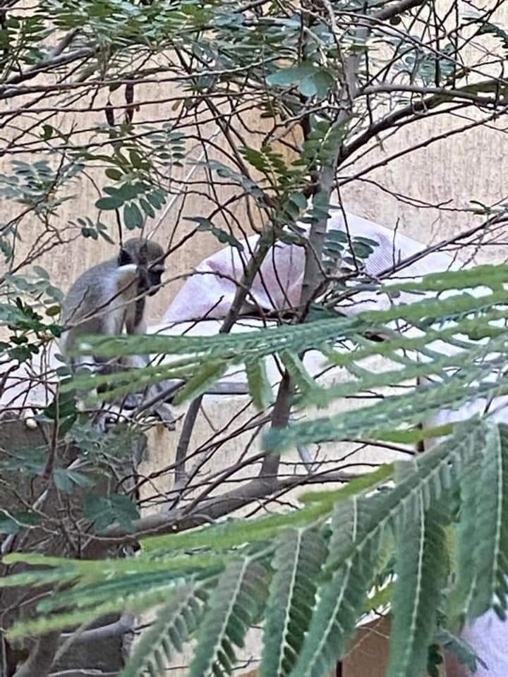 هروب القرود يثير الذعر في حدايق الاهرام