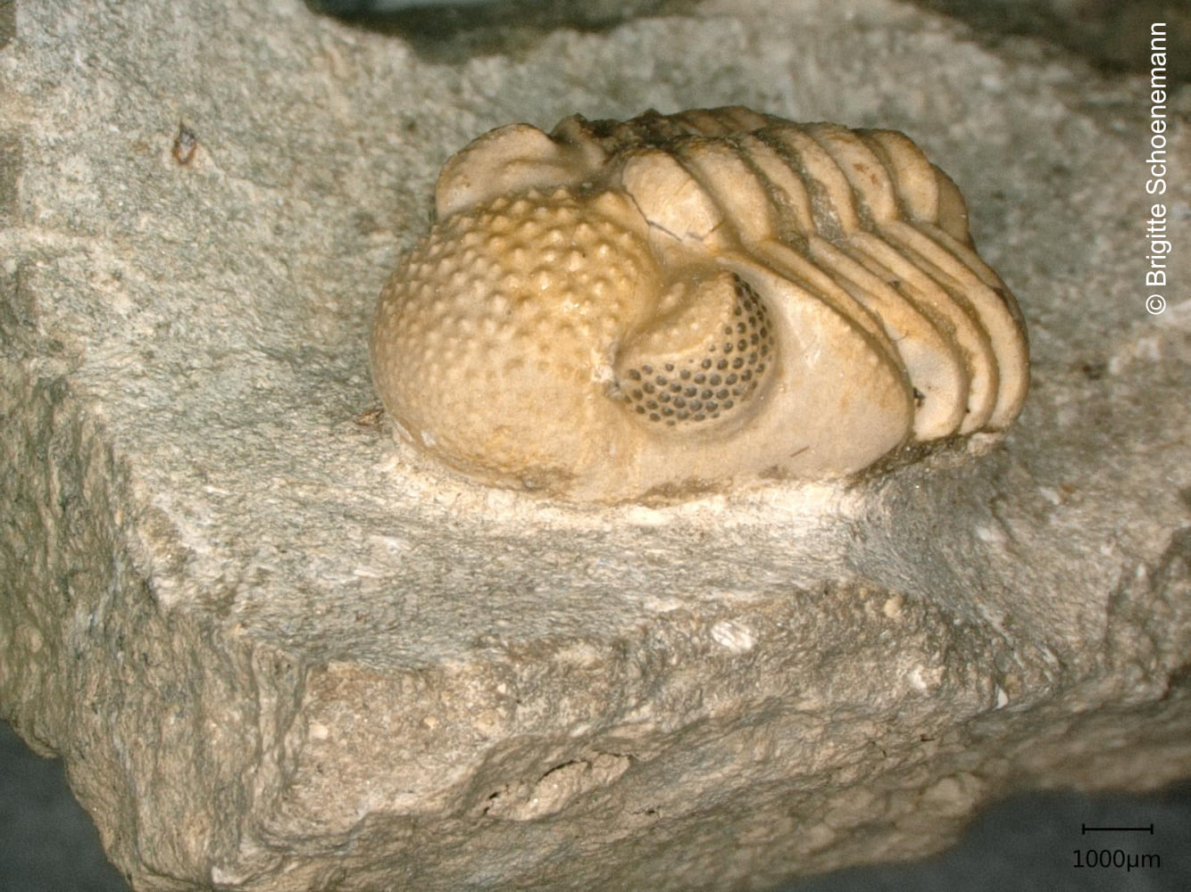 اغرب عين في التاريخ