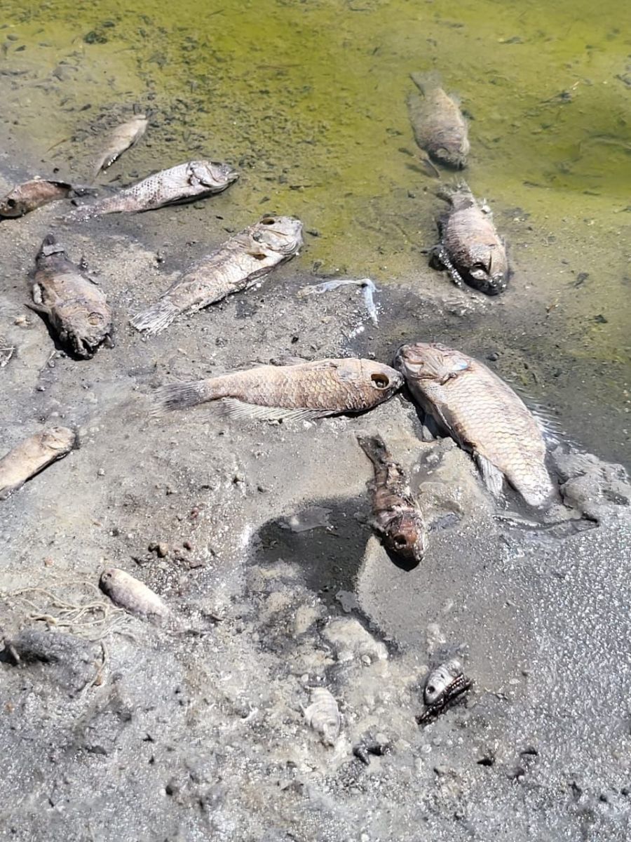 بحيرة فطناس