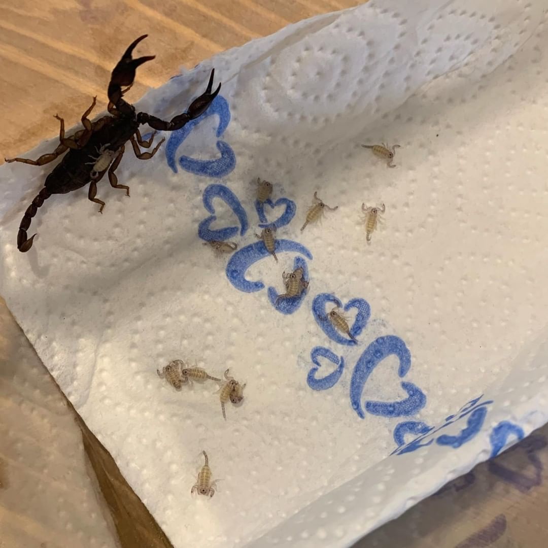 ظهور 18 عقرب في حقيبة سيدة