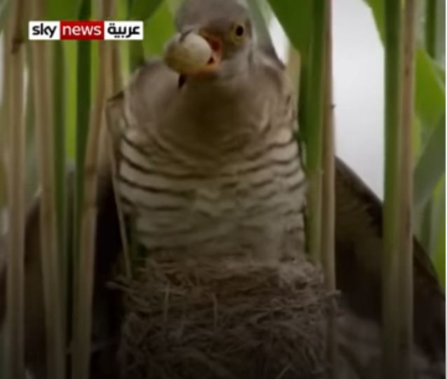 أنثى طائر الوقواق
