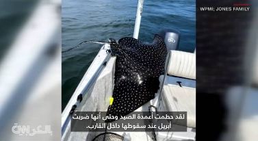 سمكة شعاع نسر