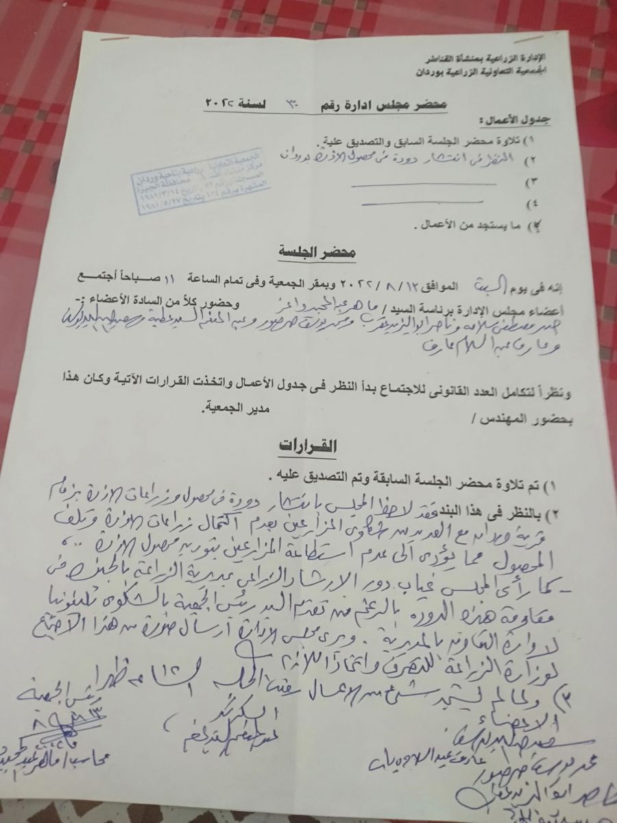 دودة تحاصر الذرة بقرية وردان بالجيزة.. وغياب الإرشاد الزراعي