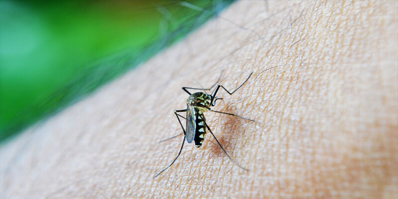 الملاريا