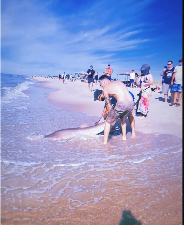 هجوم أسماك القرش