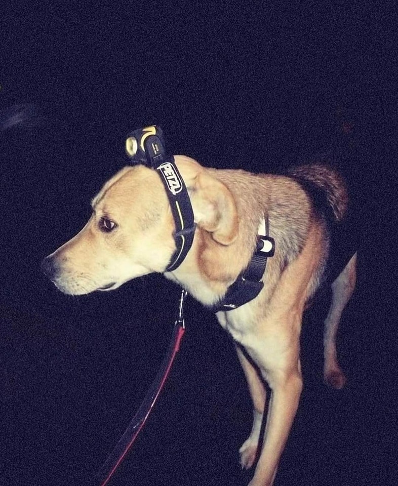 كلاب الإنقاذ