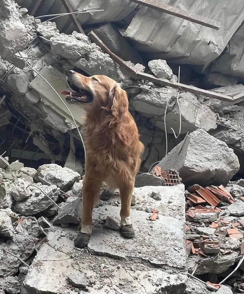 كلاب الإنقاذ