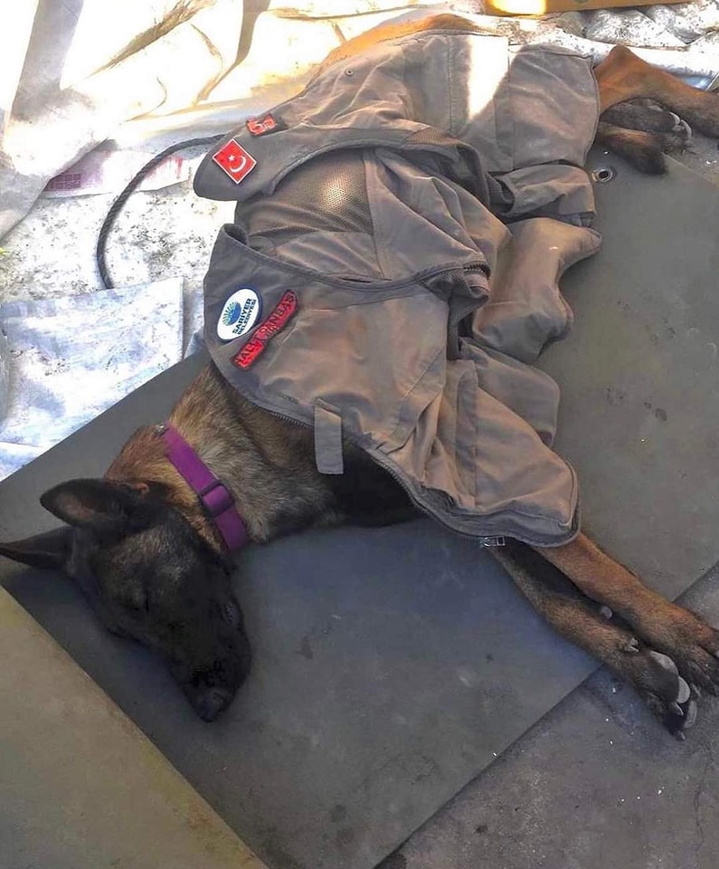 كلاب الإنقاذ