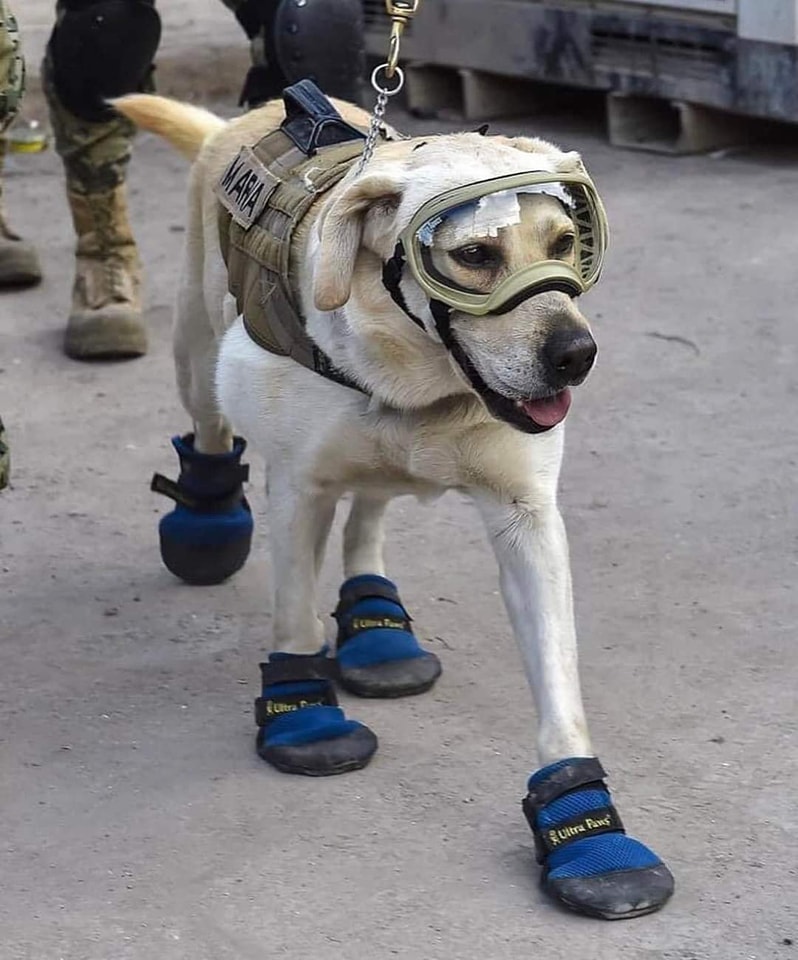 كلاب الإنقاذ