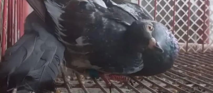 الحمام الزومبي