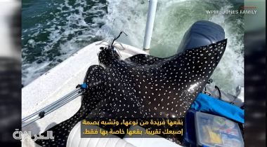 سمكة شعاع نسر
