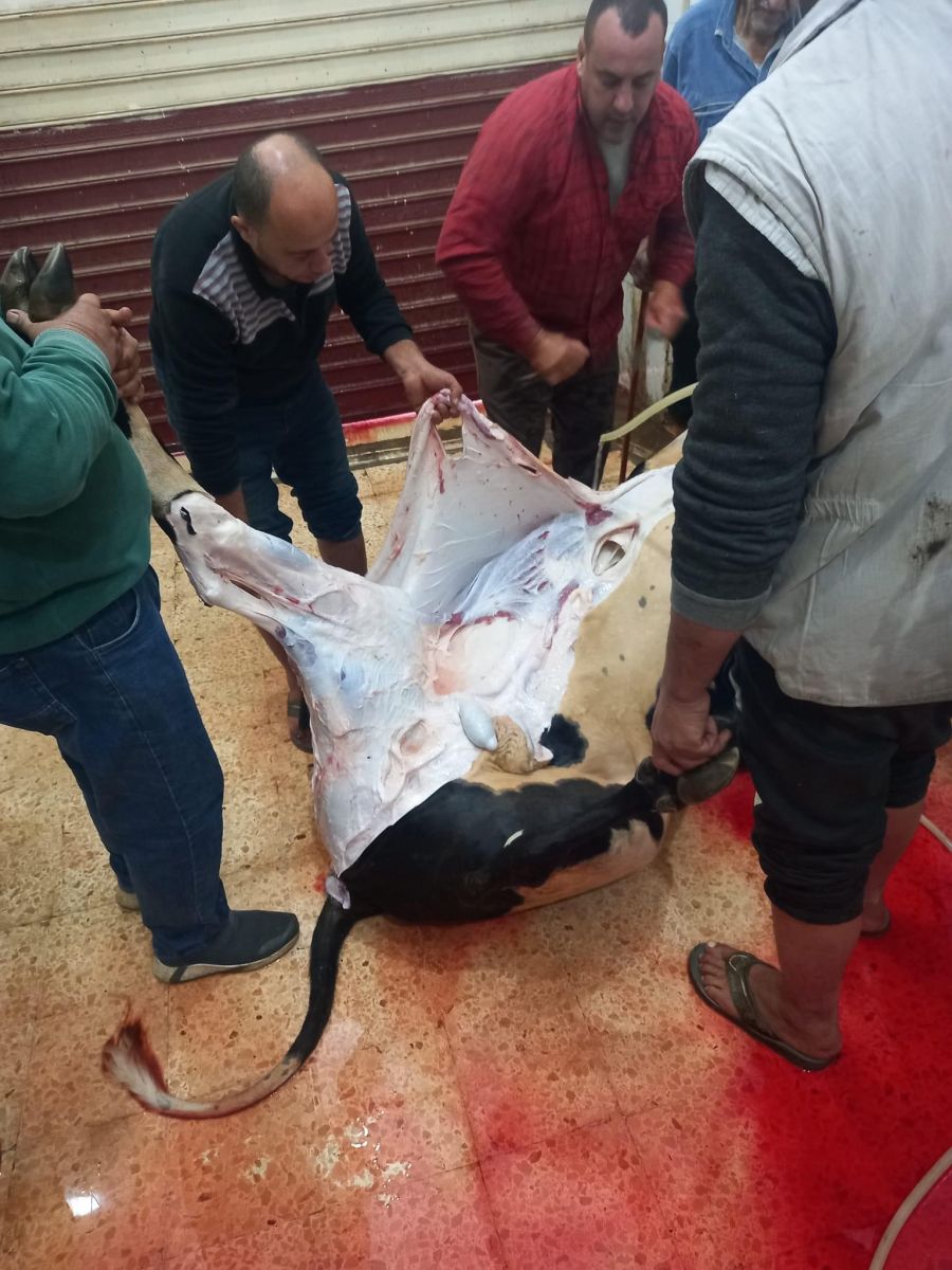 توزيع 250 كجم لحوم على الأسر الأولى بالرعاية في دمياط